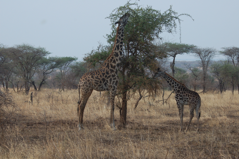 Illustration for article titled Out of Africa. Giraffes.